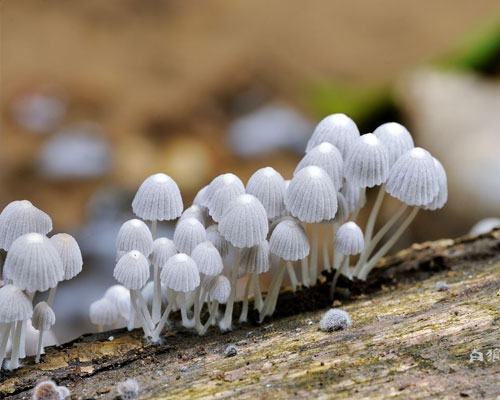 蘑菇房温湿度监控系统的优势